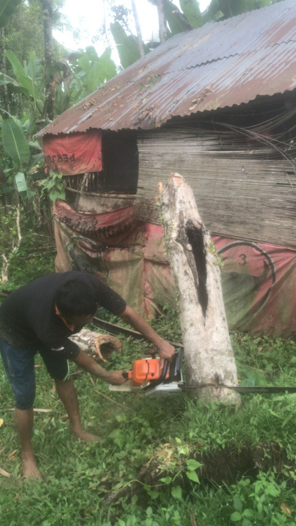 Pohon Tumbang di Banjar Anggungan, Desa Carangsari, Kecamatan Petang Tanggal 01 Desember 2023